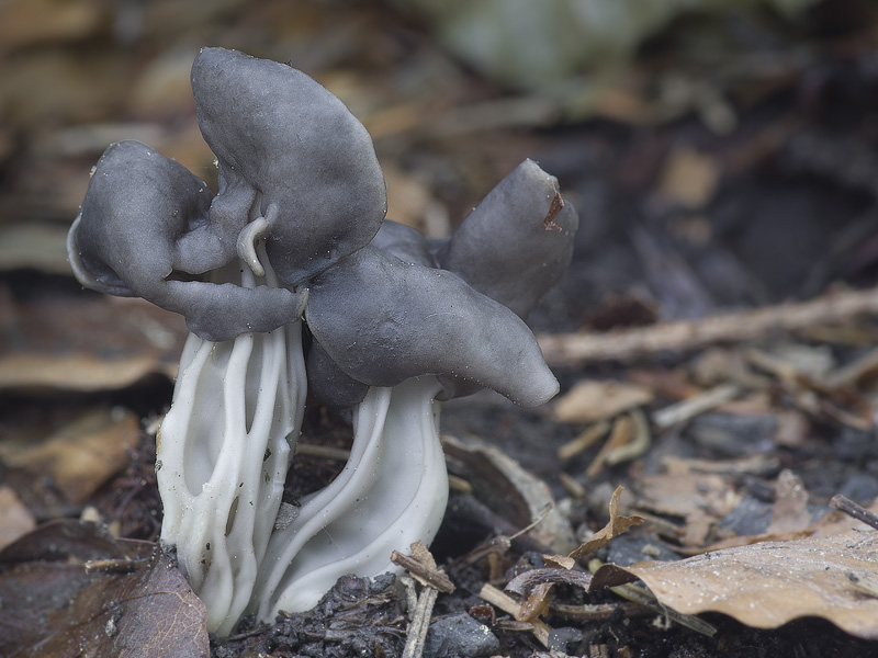 Helvella lacunosa